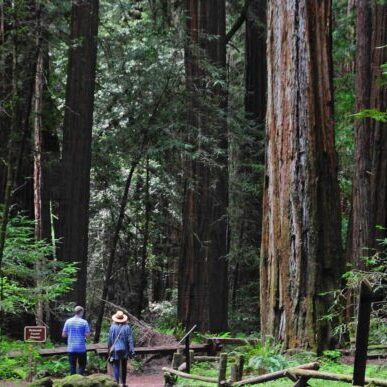 Armstrong Redwoods State Natural Reserve