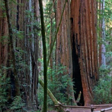 Armstrong Redwoods State Natural Reserve