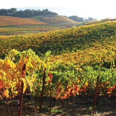 Benziger Winery in Glen Ellen, California 