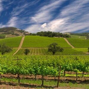 Vineyards spread out as far as you can see in the summer