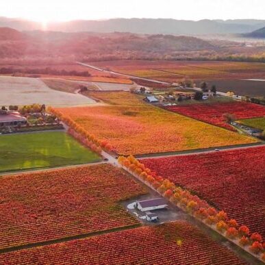 Alexander Valley