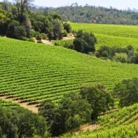 Dry Creek Valley Vineyard in the Summer